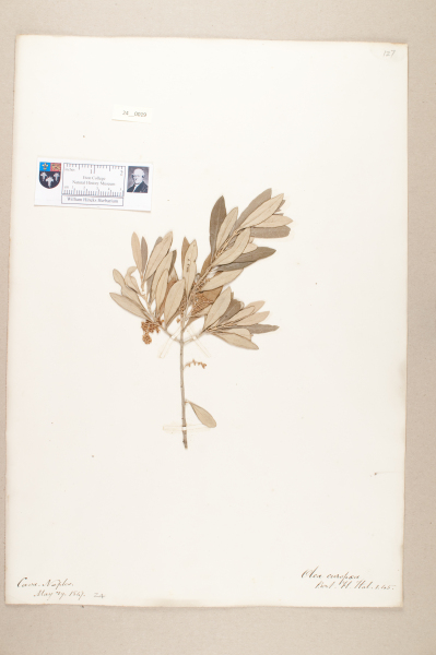 NHM_HH_24.19-2010 image NHM_HH_24.19-2010