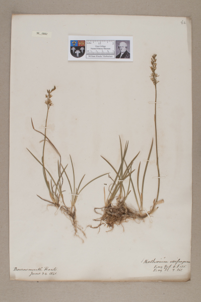 NHM_HH_38.2-2010 image NHM_HH_38.2-2010