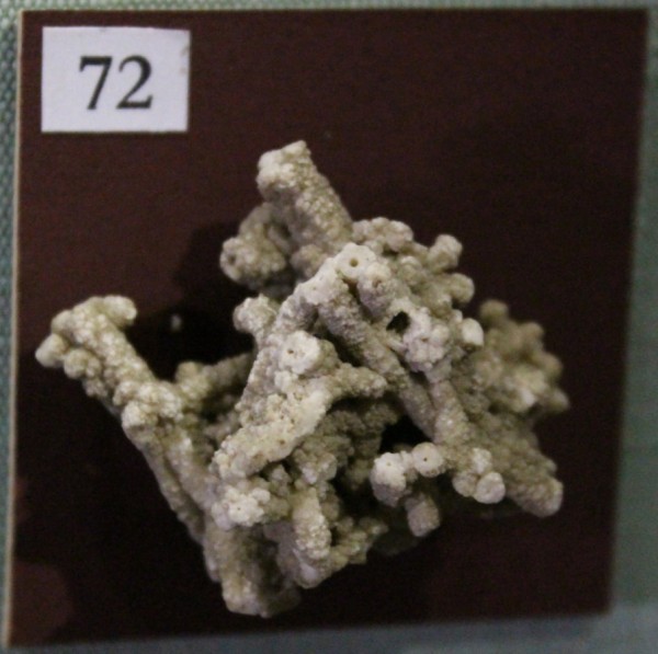 NHM.533-2017 image NHM.533-2017