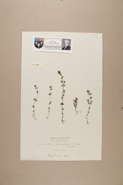 NHM_HH_25.77-2010 image NHM_HH_25.77-2010