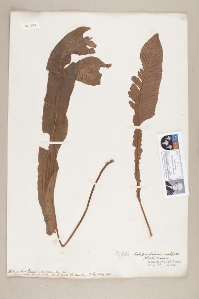 NHM_HH_4.54-2010 image NHM_HH_4.54-2010