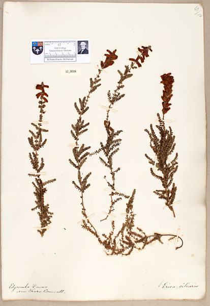 NHM_HH_12.16-2010 image NHM_HH_12.16-2010