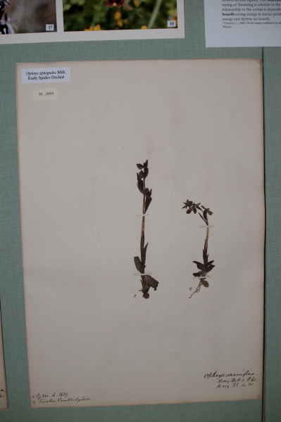 NHM_HH_40.59-2010 image NHM_HH_40.59-2010