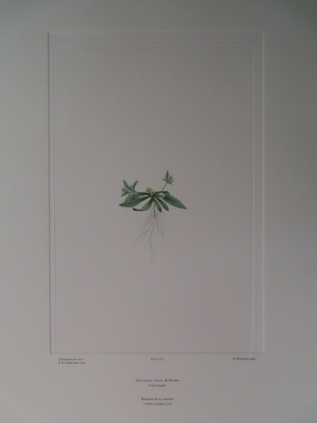 FDA-E.2916_9_6-2016 image FDA-E.2916_9_6-2016