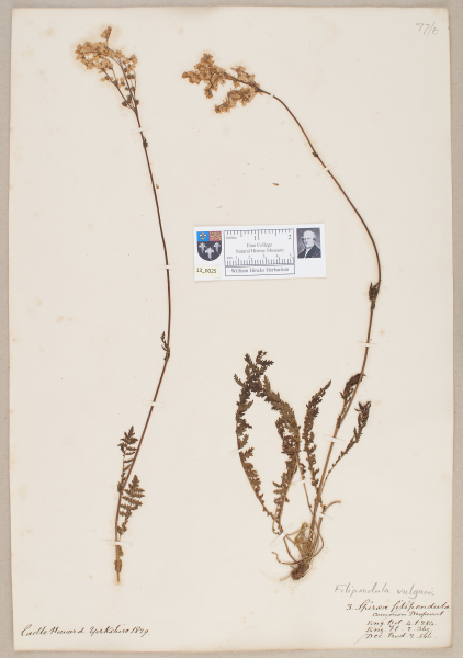 NHM_HH_13.25-2010 image NHM_HH_13.25-2010