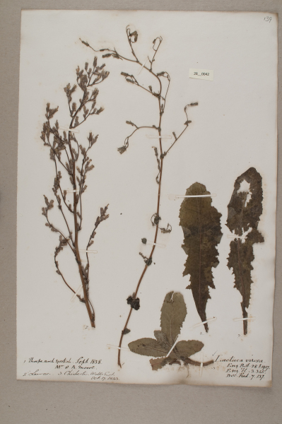 NHM_HH_28.42-2010 image NHM_HH_28.42-2010