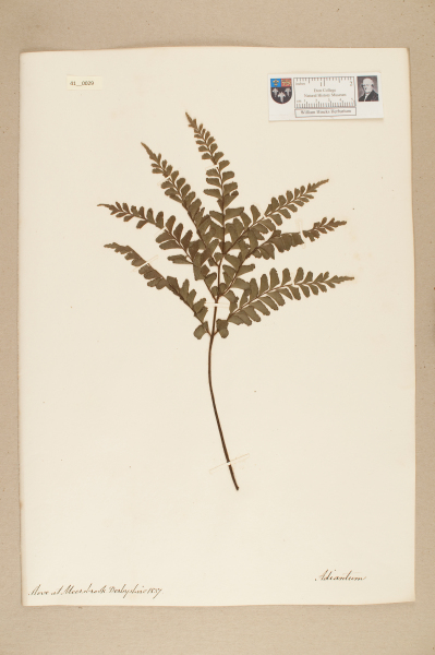 NHM_HH_41.29-2010 image NHM_HH_41.29-2010