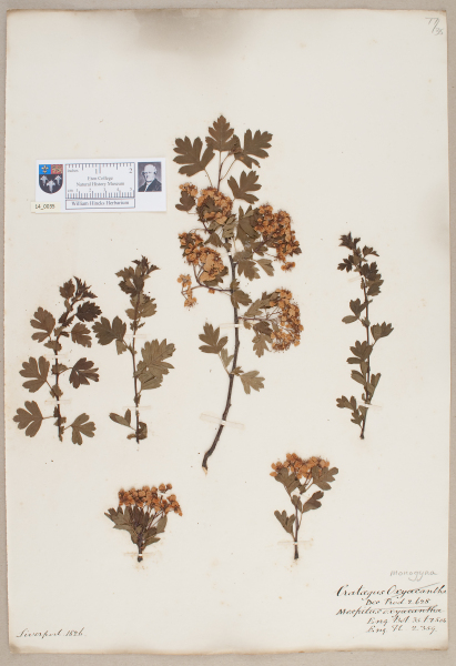 NHM_HH_14.35-2010 image NHM_HH_14.35-2010