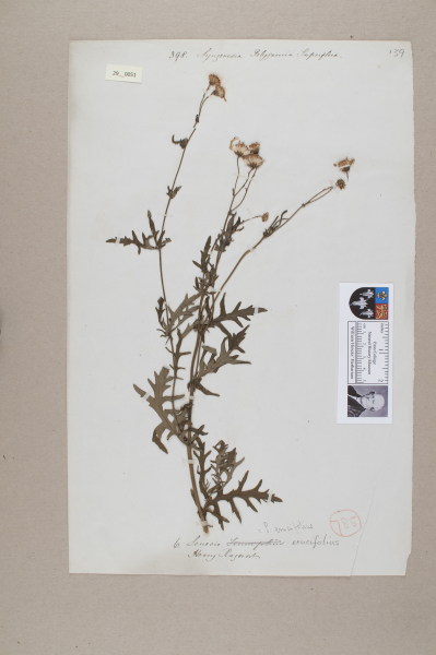 NHM_HH_29.51-2010 image NHM_HH_29.51-2010