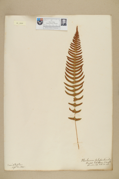 image NHM_HH_42.119-2010