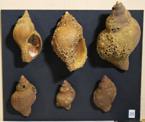 NHM-FT.25__-2016 image NHM-FT.25__-2016