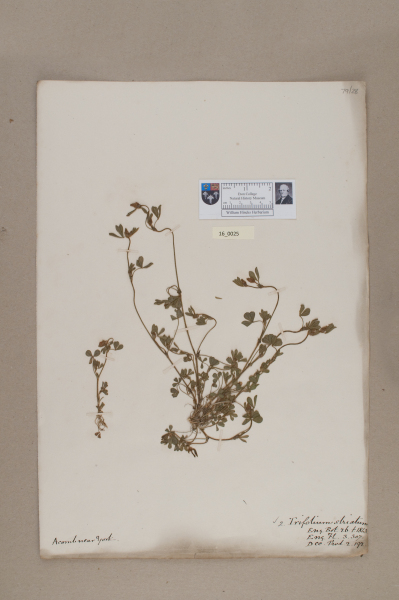 NHM_HH_16.25-2010 image NHM_HH_16.25-2010