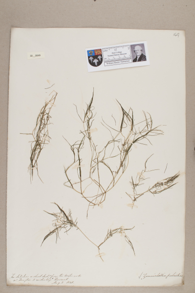 NHM_HH_30.49-2010 image NHM_HH_30.49-2010