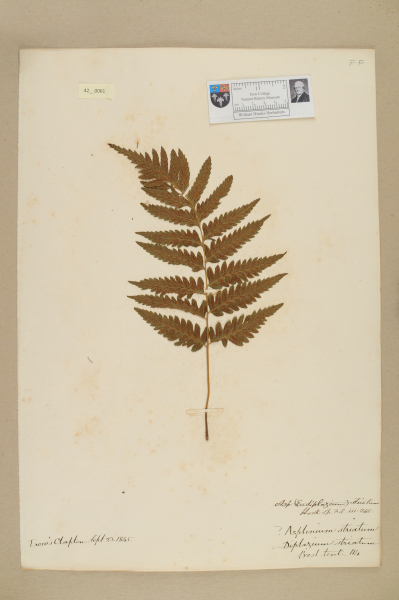 image NHM_HH_42.61-2010