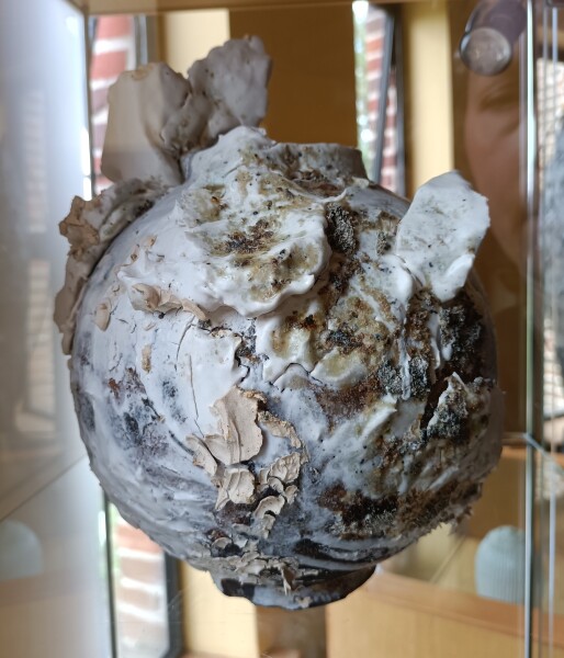 image FDA-A.2563_2-2024