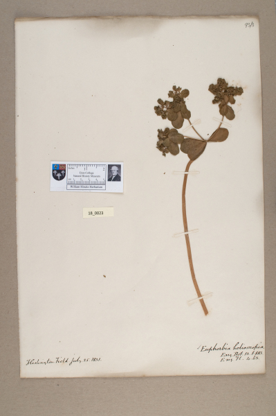 NHM_HH_18.23-2010 image NHM_HH_18.23-2010