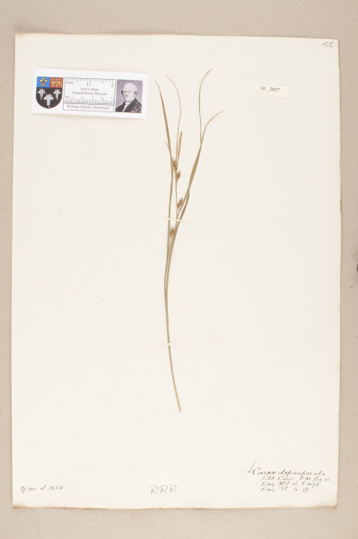 NHM_HH_33.17-2010 image NHM_HH_33.17-2010