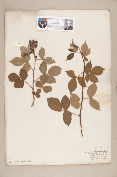 NHM_HH_43.63-2010 image NHM_HH_43.63-2010