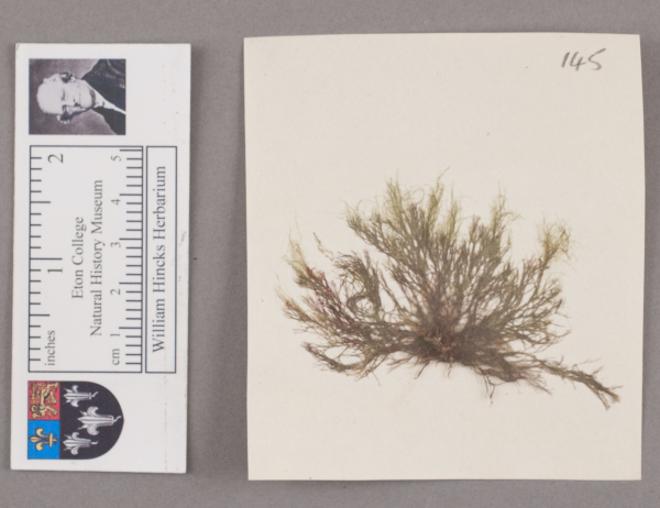 NHM_HH_1.145-2010 image NHM_HH_1.145-2010