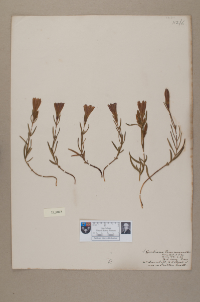 NHM_HH_19.77-2010 image NHM_HH_19.77-2010