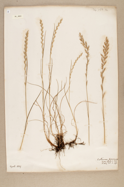 NHM_HH_34.22-2010 image NHM_HH_34.22-2010