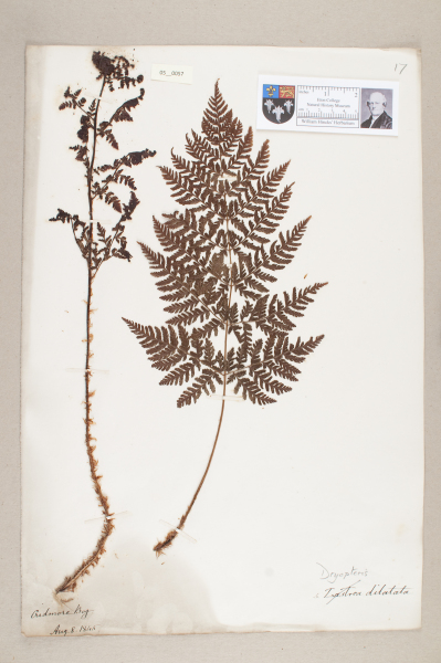 NHM_HH_5.57-2010 image NHM_HH_5.57-2010