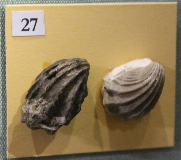 NHM.488-2017 image NHM.488-2017