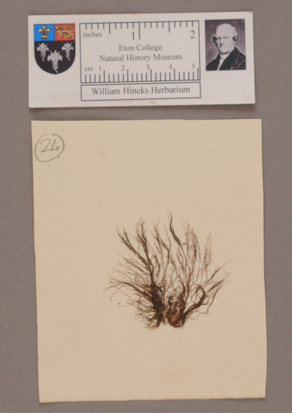 NHM_HH_1.24-2010 image NHM_HH_1.24-2010