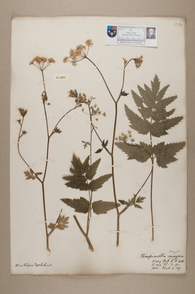 NHM_HH_21.32-2010 image NHM_HH_21.32-2010