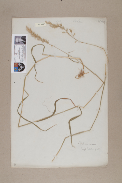 NHM_HH_35.27-2010 image NHM_HH_35.27-2010