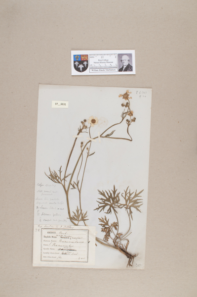 NHM_HH_7.31-2010 image NHM_HH_7.31-2010