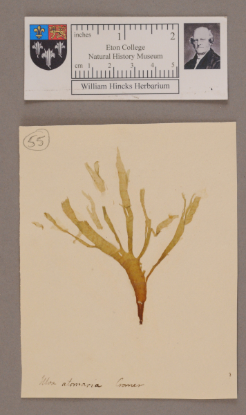 NHM_HH_1.55-2010 image NHM_HH_1.55-2010