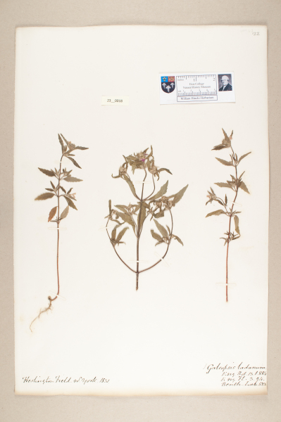 NHM_HH_23.18-2010 image NHM_HH_23.18-2010