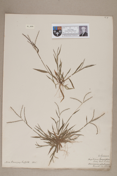 NHM_HH_36.39-2010 image NHM_HH_36.39-2010