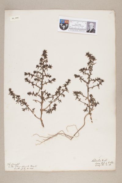 NHM_HH_8.41-2010 image NHM_HH_8.41-2010