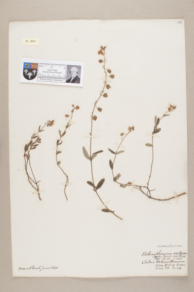 NHM_HH_10.51-2010 image NHM_HH_10.51-2010