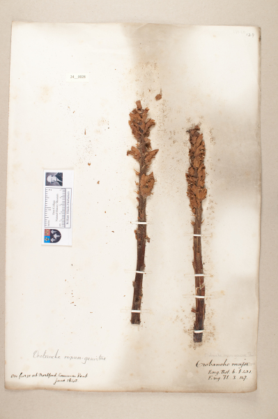 NHM_HH_24.28-2010 image NHM_HH_24.28-2010