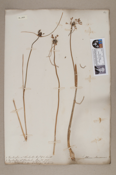 NHM_HH_38.29-2010 image NHM_HH_38.29-2010