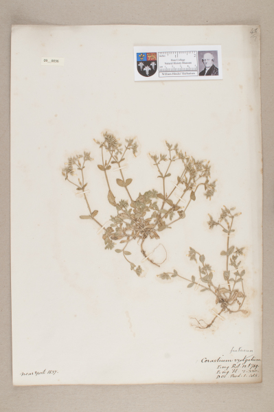 NHM_HH_9.36-2010 image NHM_HH_9.36-2010