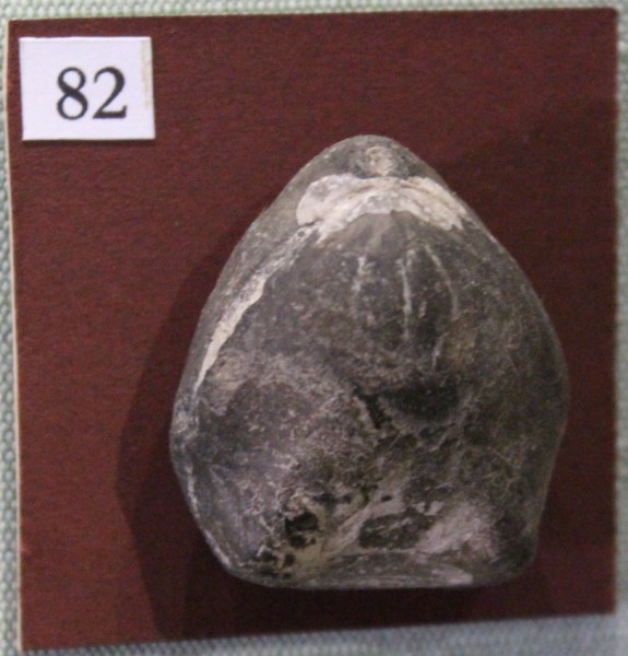 NHM.543-2017 image NHM.543-2017