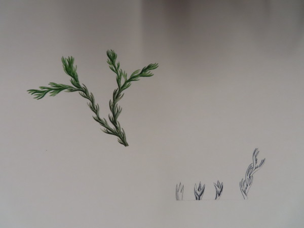 FDA-E.2916_32_23-2016-A image FDA-E.2916_32_23-2016-A