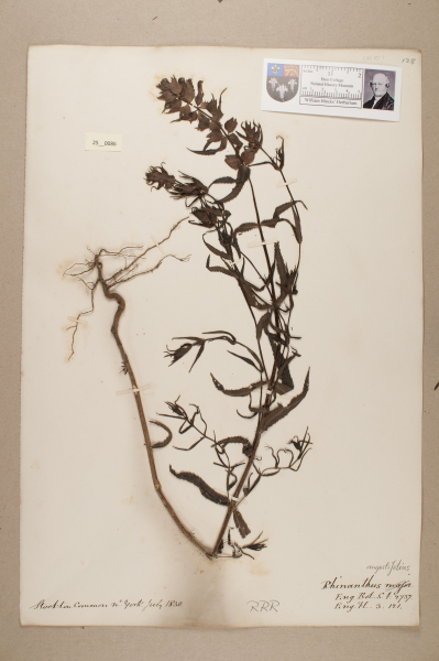 NHM_HH_25.86-2010 image NHM_HH_25.86-2010