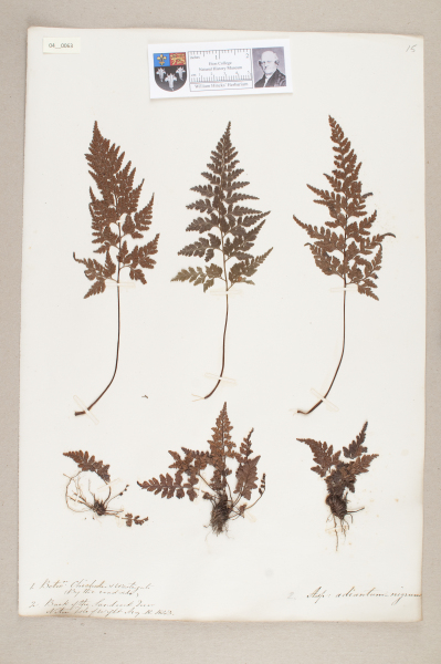 NHM_HH_4.63-2010 image NHM_HH_4.63-2010