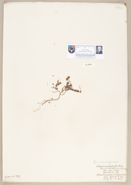 NHM_HH_12.25-2010 image NHM_HH_12.25-2010