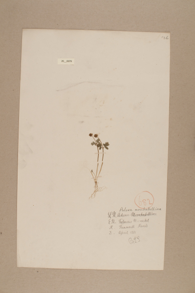 NHM_HH_26.79-2010 image NHM_HH_26.79-2010