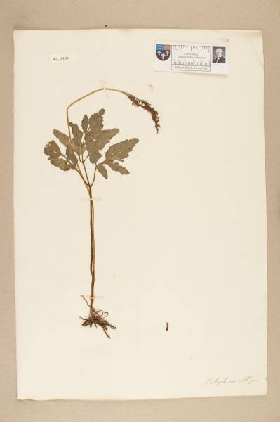 NHM_HH_41.103-2010 image NHM_HH_41.103-2010