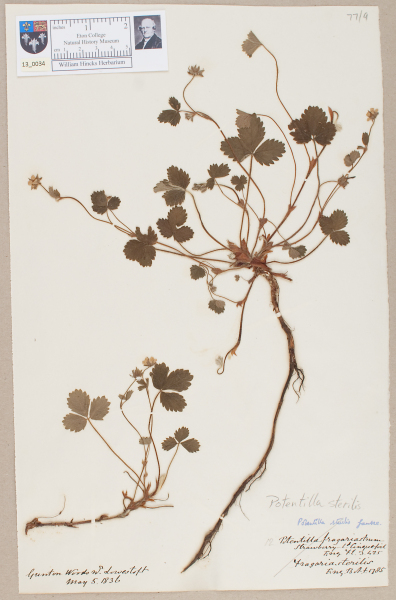 NHM_HH_13.34-2010 image NHM_HH_13.34-2010