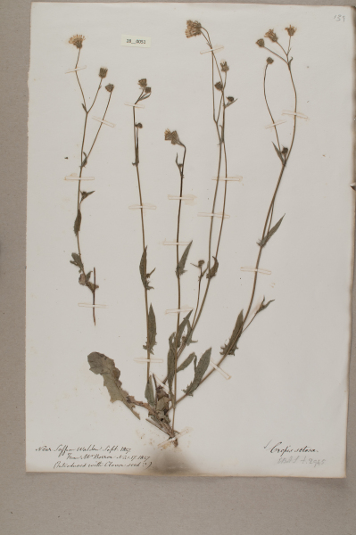 NHM_HH_28.51-2010 image NHM_HH_28.51-2010