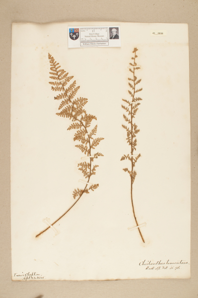 image NHM_HH_41.38-2010