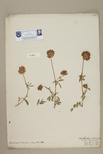 NHM_HH_15.12-2010 image NHM_HH_15.12-2010